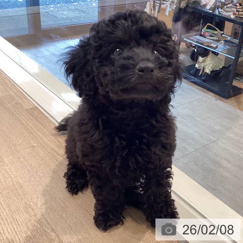 トイ・プードルの写真