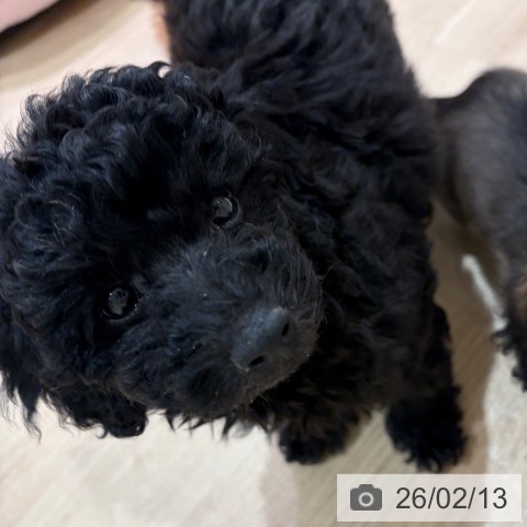 神奈川県のトイプードル(トイ) (ペットプラス ゆめが丘ソラトス店/2025年12月3日生まれ/男の子/ブラック)の子犬の4枚目の画像