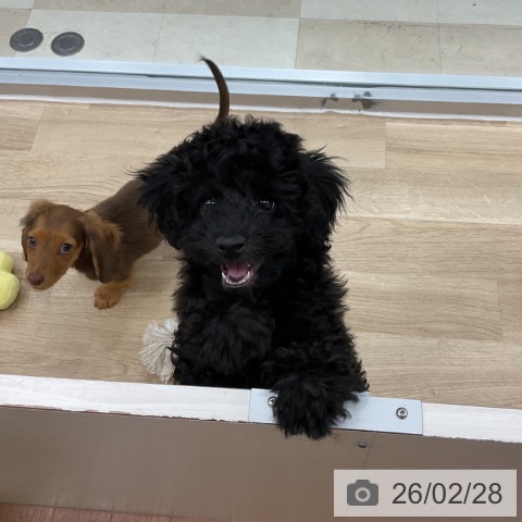 トイ・プードルの写真