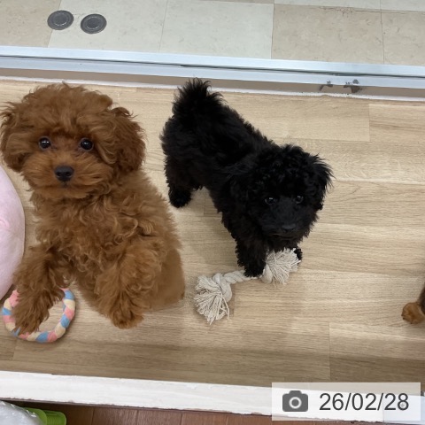 トイ・プードルの写真