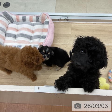 神奈川県のトイプードル(トイ) (ペットプラス アミーゴ藤沢店/2025年12月3日生まれ/男の子/ブラック)の子犬の4枚目の画像