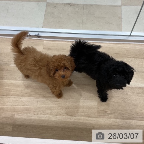 神奈川県のトイプードル(トイ) (ペットプラス アミーゴ藤沢店/2025年12月3日生まれ/男の子/ブラック)の子犬の4枚目の画像