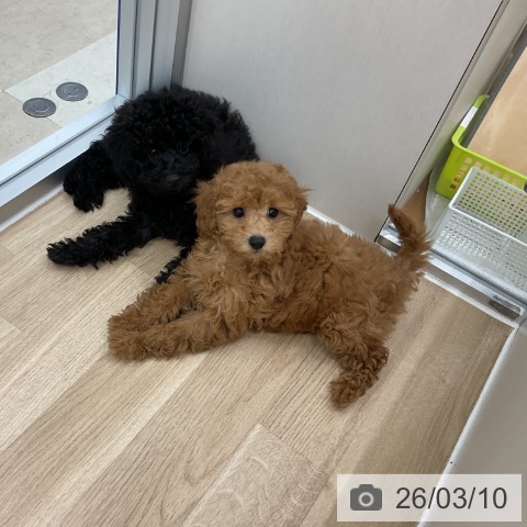 トイ・プードルの写真