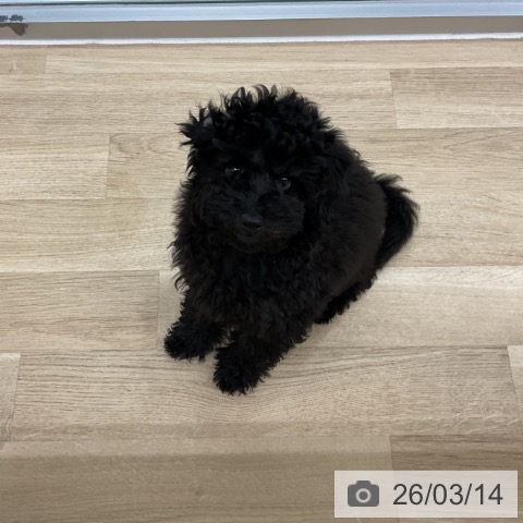 トイ・プードルの写真