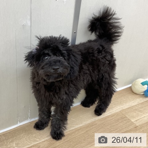 神奈川県のトイプードル(トイ) (ペットプラス アミーゴ藤沢店/2025年12月3日生まれ/男の子/ブラック)の子犬の4枚目の画像