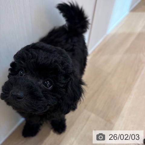 神奈川県のトイプードル(トイ) (ペットプラス ゆめが丘ソラトス店/2025年12月3日生まれ/男の子/ブラック)の子犬の3枚目の画像