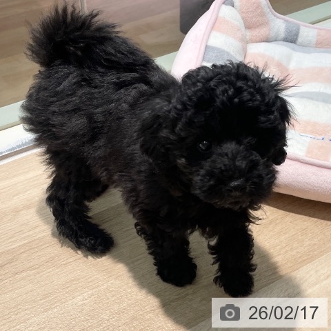 東京都のトイプードル(トイ) (ペットプラス 東久留米店/2025年12月3日生まれ/男の子/ブラック)の子犬の4枚目の画像