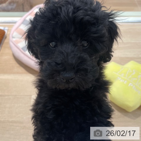 東京都のトイプードル(トイ) (ペットプラス 東久留米店/2025年12月3日生まれ/男の子/ブラック)の子犬の3枚目の画像