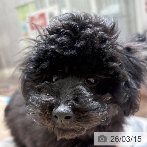 埼玉県のトイプードル(トイ) (ペットプラス 所沢店/2025年12月3日生まれ/男の子/ブラック)の子犬の3枚目の画像