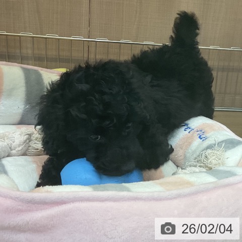 トイ・プードルの写真