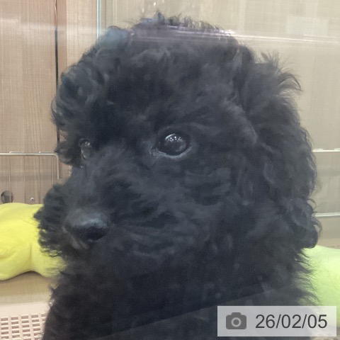 神奈川県のトイプードル(トイ) (ペッツワン 横須賀久里浜店/2025年12月3日生まれ/男の子/ブラック)の子犬の3枚目の画像