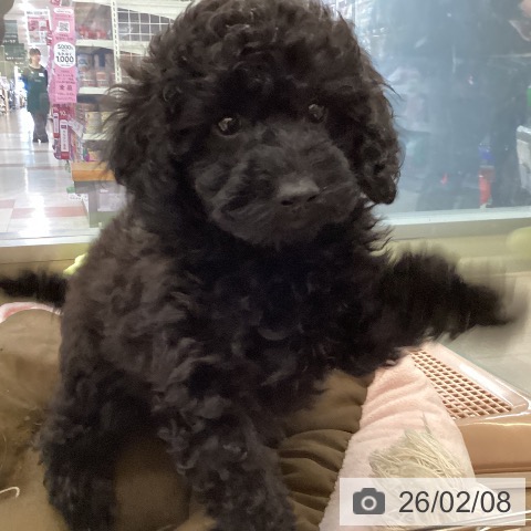 神奈川県のトイプードル(トイ) (ペッツワン 横須賀久里浜店/2025年12月3日生まれ/男の子/ブラック)の子犬の3枚目の画像