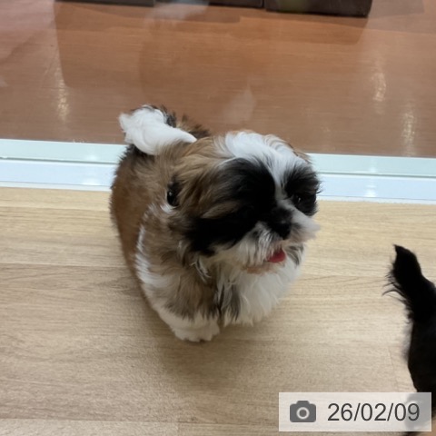 神奈川県のシーズー (ペットプラス 湘南平塚店/2025年12月3日生まれ/女の子/ホワイトゴールド)の子犬の3枚目の画像