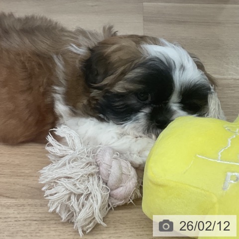 神奈川県のシーズー (ペットプラス 湘南平塚店/2025年12月3日生まれ/女の子/ホワイトゴールド)の子犬の3枚目の画像