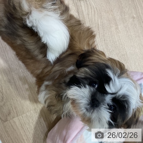 神奈川県のシーズー (ペットプラス 湘南平塚店/2025年12月3日生まれ/女の子/ホワイトゴールド)の子犬の3枚目の画像