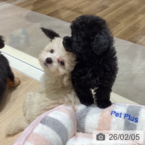 宮城県のトイプードル(トイ) (ペットプラス 仙台上杉店/2025年12月3日生まれ/男の子/クリーム)の子犬の4枚目の画像