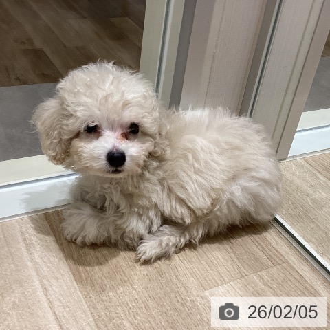 宮城県のトイプードル(トイ) (ペットプラス 仙台上杉店/2025年12月3日生まれ/男の子/クリーム)の子犬の3枚目の画像