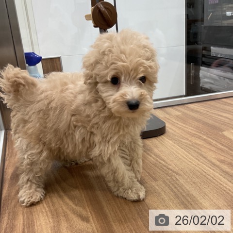 茨城県のトイプードル(トイ) (ペッツワン 古河店/2025年12月3日生まれ/男の子/クリーム)の子犬の4枚目の画像