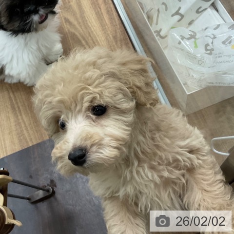 茨城県のトイプードル(トイ) (ペッツワン 古河店/2025年12月3日生まれ/男の子/クリーム)の子犬の3枚目の画像