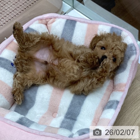 福島県のトイプードル(トイ) (ペットプラス 福島店/2025年12月3日生まれ/男の子/アプリコット)の子犬の3枚目の画像