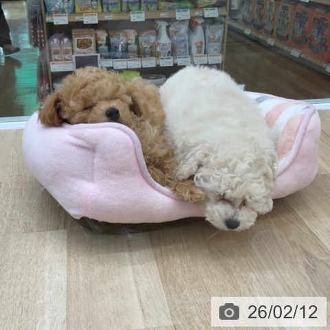 福島県のトイプードル(トイ) (ペットプラス 福島店/2025年12月3日生まれ/男の子/アプリコット)の子犬の3枚目の画像