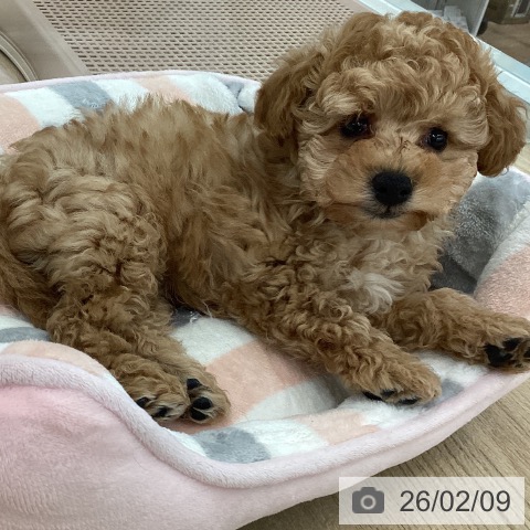 山梨県のトイプードル(トイ) (ペットプラス 甲府国母店/2025年12月3日生まれ/男の子/アプリコット)の子犬の4枚目の画像