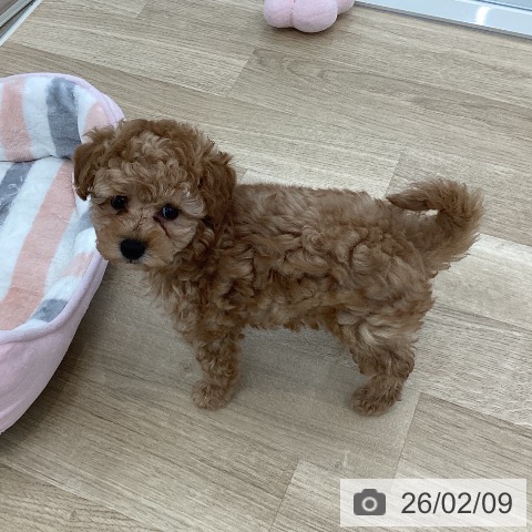 山梨県のトイプードル(トイ) (ペットプラス 甲府国母店/2025年12月3日生まれ/男の子/アプリコット)の子犬の3枚目の画像