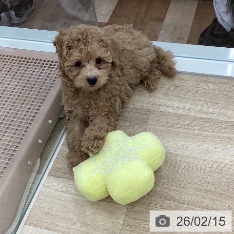 山梨県のトイプードル(トイ) (ペットプラス 甲府国母店/2025年12月3日生まれ/男の子/アプリコット)の子犬の3枚目の画像