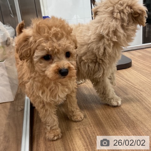茨城県のトイプードル(トイ) (ペッツワン 古河店/2025年12月3日生まれ/男の子/アプリコット)の子犬の4枚目の画像