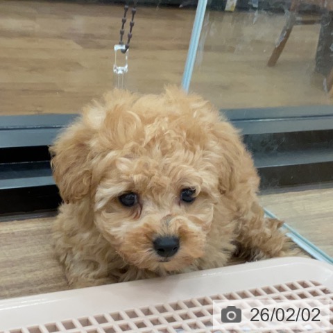 茨城県のトイプードル(トイ) (ペッツワン 古河店/2025年12月3日生まれ/男の子/アプリコット)の子犬の3枚目の画像