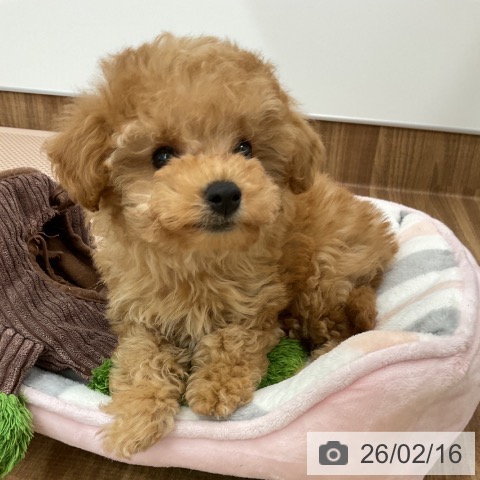 茨城県のトイプードル(トイ) (ペッツワン 古河店/2025年12月3日生まれ/男の子/アプリコット)の子犬の3枚目の画像
