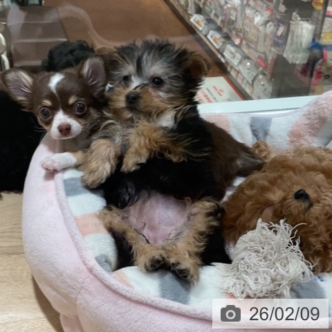 神奈川県のチワワ(ロング) (ペットプラス 湘南平塚店/2025年12月2日生まれ/女の子/チョコレートタンホワイト)の子犬の4枚目の画像