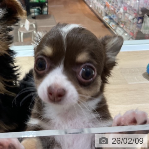 神奈川県のチワワ(ロング) (ペットプラス 湘南平塚店/2025年12月2日生まれ/女の子/チョコレートタンホワイト)の子犬の3枚目の画像