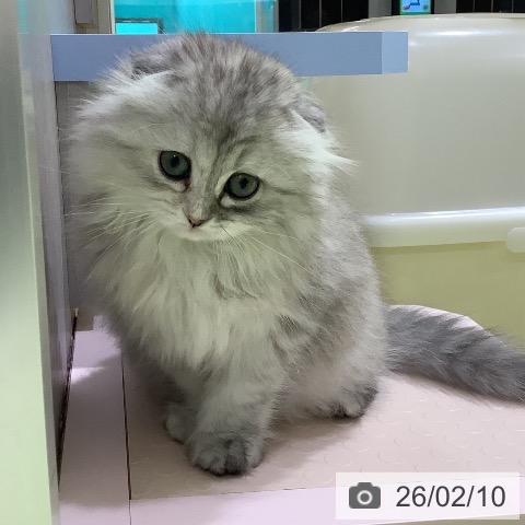 長野県のスコティッシュフォールド (ペットプラス 松本店/2025年12月2日生まれ/女の子/シルバーパッチドタビー)の子猫の4枚目の画像