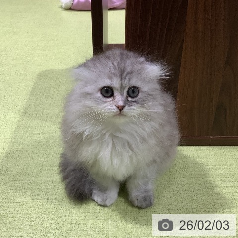 スコティッシュフォールドの写真