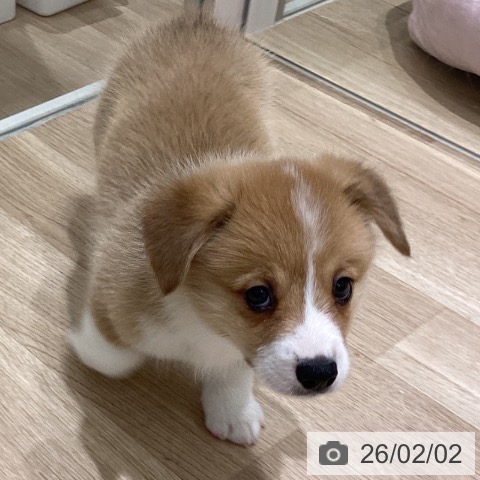 ウェルシュ・コーギー・ペンブロークの写真