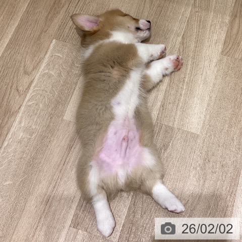 ウェルシュ・コーギー・ペンブロークの写真