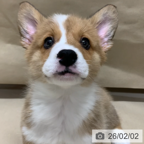 ウェルシュ・コーギー・ペンブロークの写真