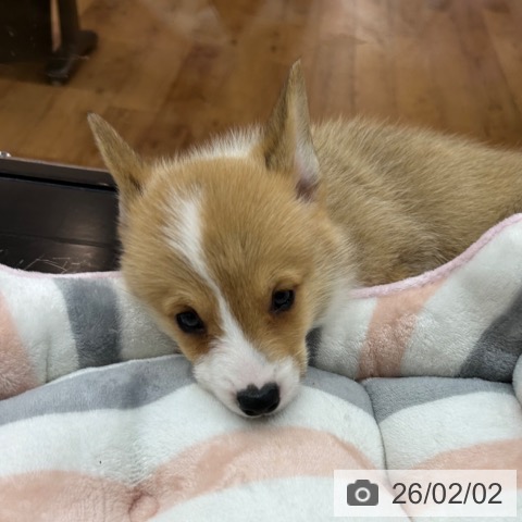 ウェルシュ・コーギー・ペンブロークの写真