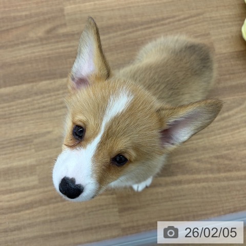 東京都のウェルシュコーギーペンブローク (ペッツワン 青梅インター店/2025年12月1日生まれ/女の子/レッドホワイト)の子犬の4枚目の画像