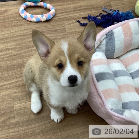 東京都のウェルシュコーギーペンブローク (ペッツワン 青梅インター店/2025年12月1日生まれ/女の子/レッドホワイト)の子犬の3枚目の画像