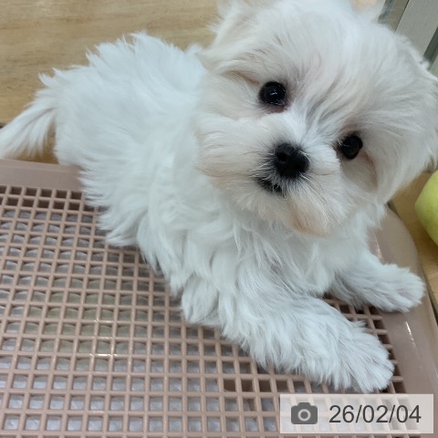 マルチーズの写真