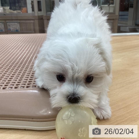 マルチーズの写真