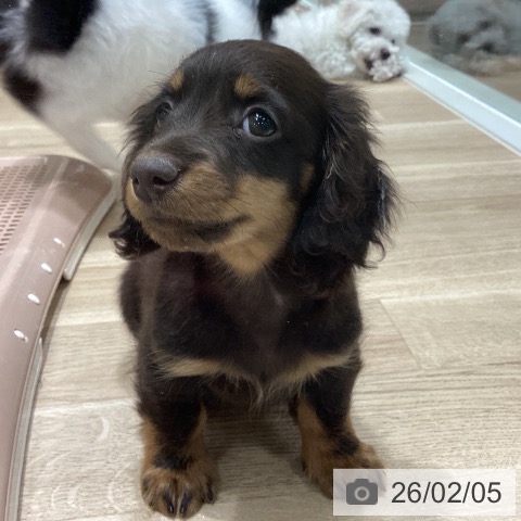 宮城県のミニチュアダックスフンド(ロング) (ペットプラス 仙台上杉店/2025年12月2日生まれ/男の子/チョコレートタン)の子犬の4枚目の画像