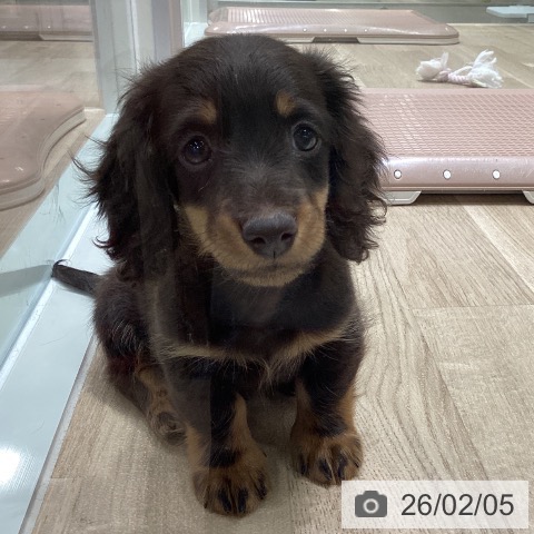 宮城県のミニチュアダックスフンド(ロング) (ペットプラス 仙台上杉店/2025年12月2日生まれ/男の子/チョコレートタン)の子犬の3枚目の画像