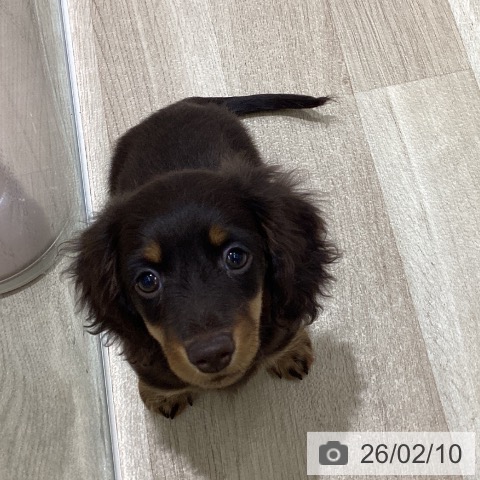 宮城県のミニチュアダックスフンド(ロング) (ペットプラス 仙台上杉店/2025年12月2日生まれ/男の子/チョコレートタン)の子犬の3枚目の画像