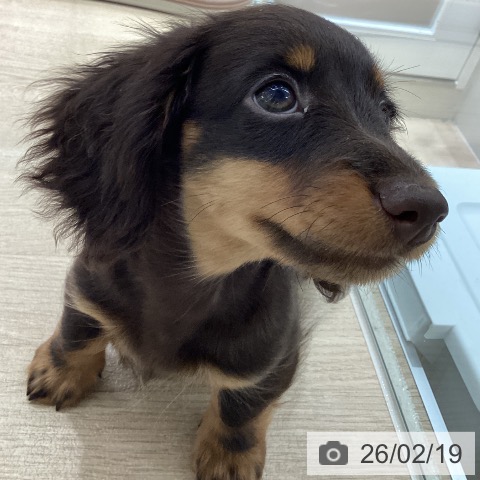 宮城県のミニチュアダックスフンド(ロング) (ペットプラス 仙台上杉店/2025年12月2日生まれ/男の子/チョコレートタン)の子犬の4枚目の画像