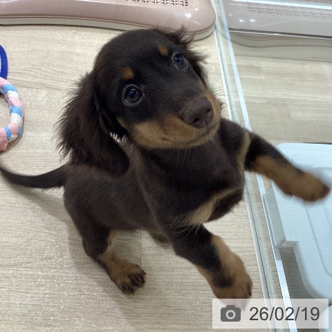 宮城県のミニチュアダックスフンド(ロング) (ペットプラス 仙台上杉店/2025年12月2日生まれ/男の子/チョコレートタン)の子犬の3枚目の画像