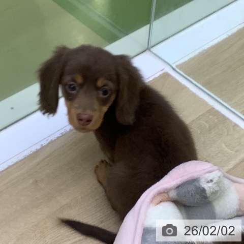 ミニチュア・ダックスフンドの写真