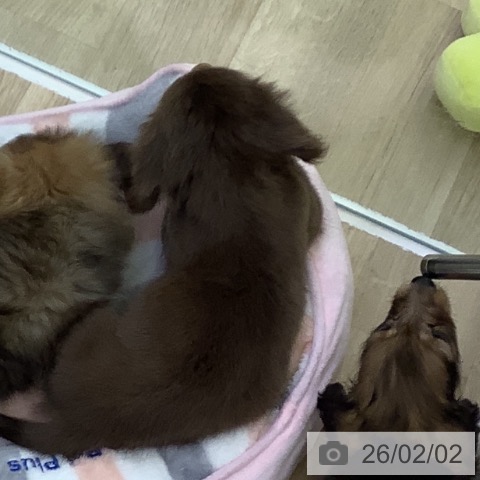 ミニチュア・ダックスフンドの写真